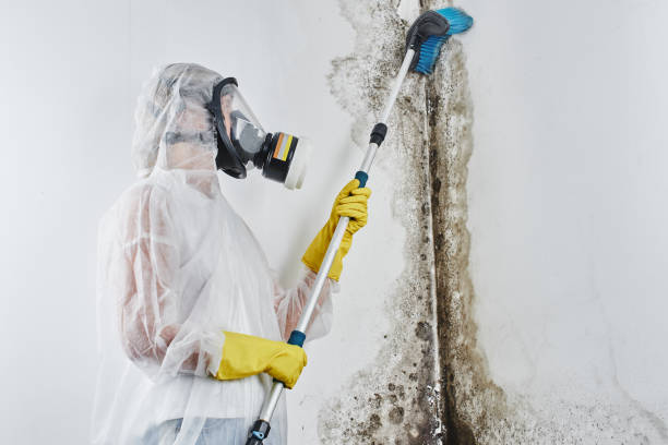 Best Emergency Mold Removal  in Forest Hill, TX