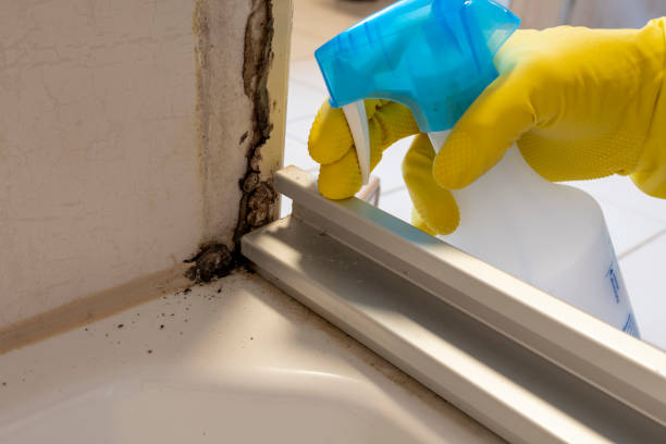 Home Mold Removal in Forest Hill, TX