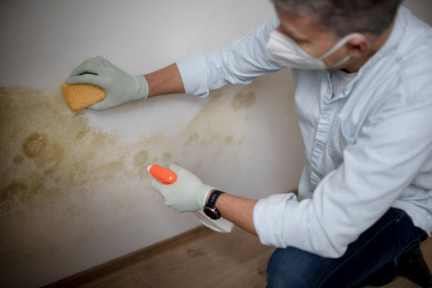 Best Certified Mold Removal  in Forest Hill, TX