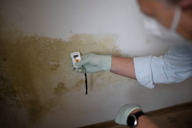 Best Fast Mold Removal  in Forest Hill, TX