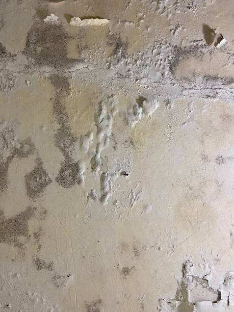 Certified Mold Removal in Forest Hill, TX