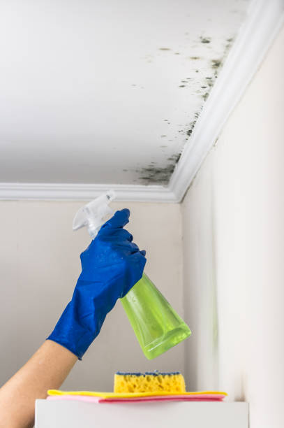 Best Affordable Mold Removal  in Forest Hill, TX