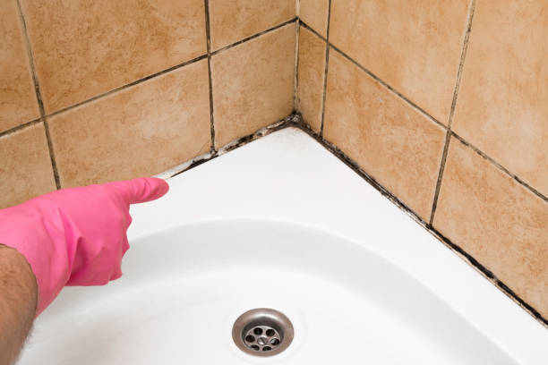 Best Office Mold Removal Services  in Forest Hill, TX
